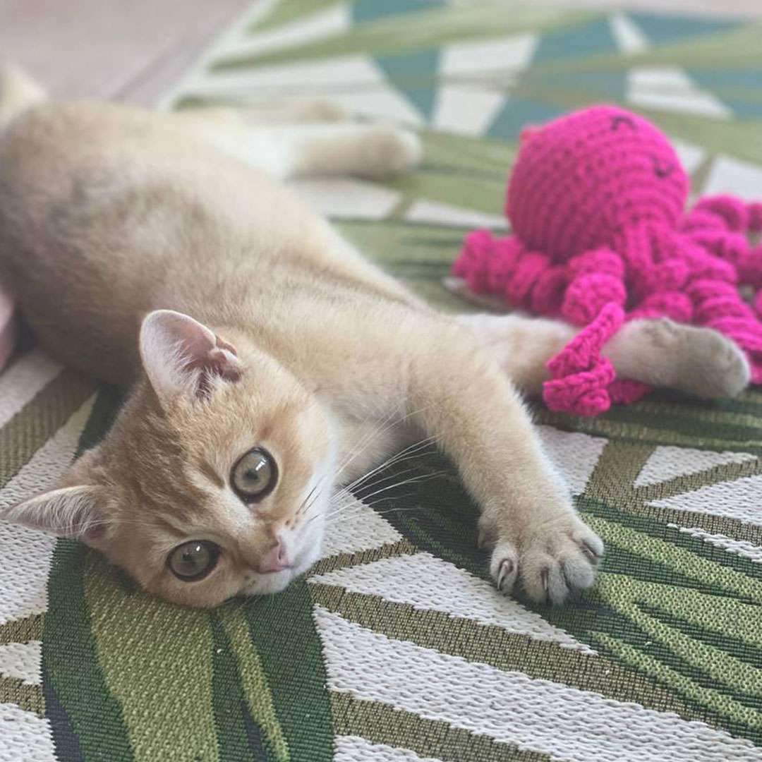 amigurumi fatti a mano per bambini e animali abibi sogni filati